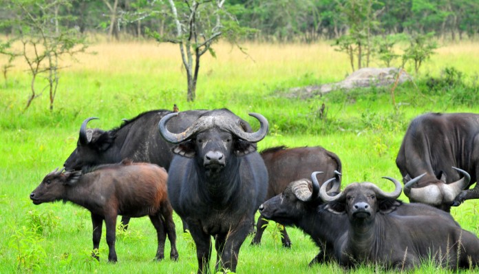 Buffalos-Lake-Mburo