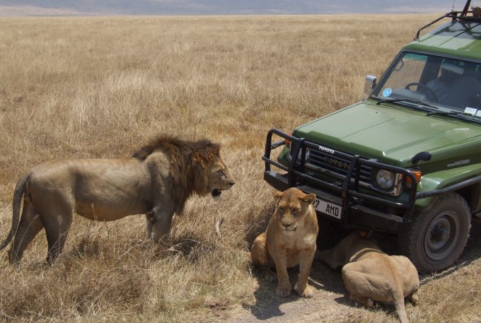 Lion_Ngorongoro