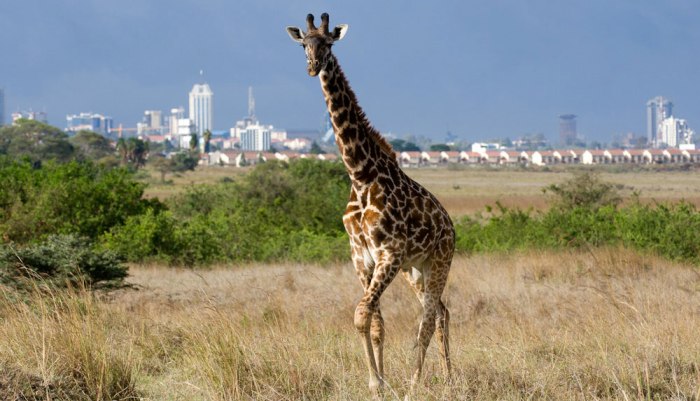 Nairobi_National_Park