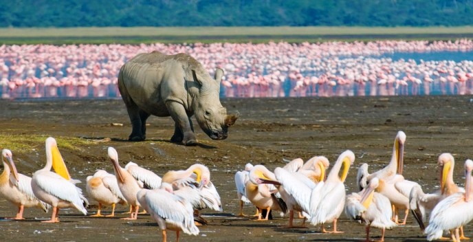 lake-nakuru