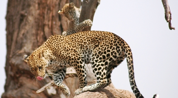 leopard-samburu3