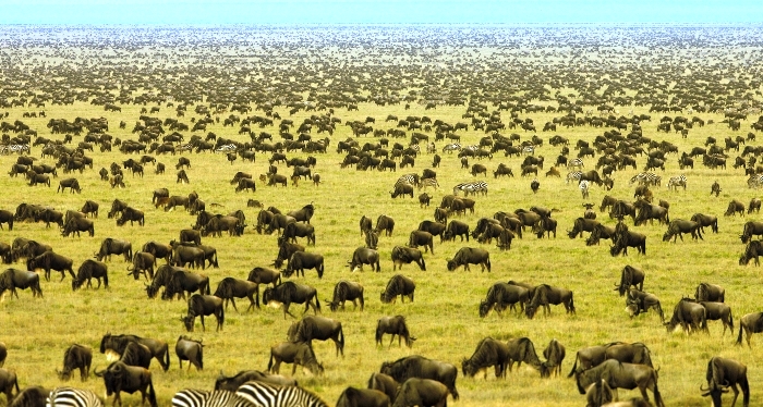 serengeti