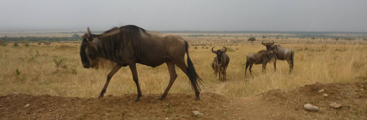 wildebeest-mara