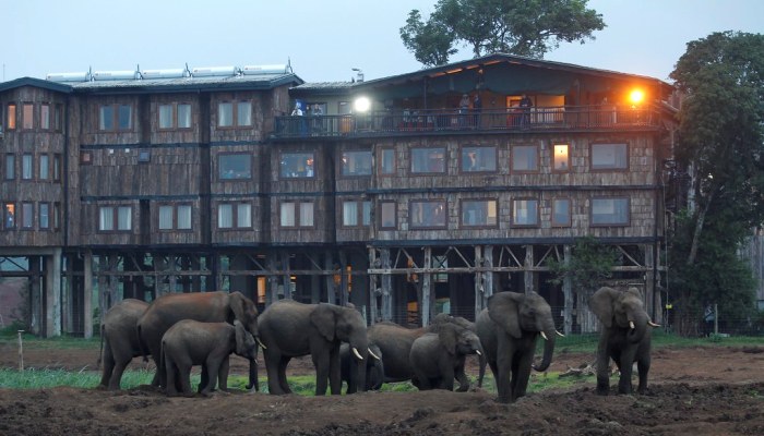 treetop safari lodge kenya